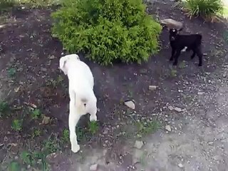 American Akita puppy with our Nigerian Dwarf Goat doeling