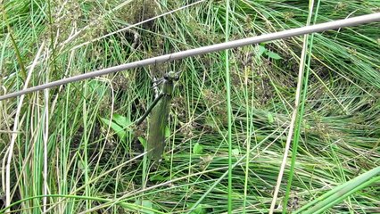 Libelle auf der Hand