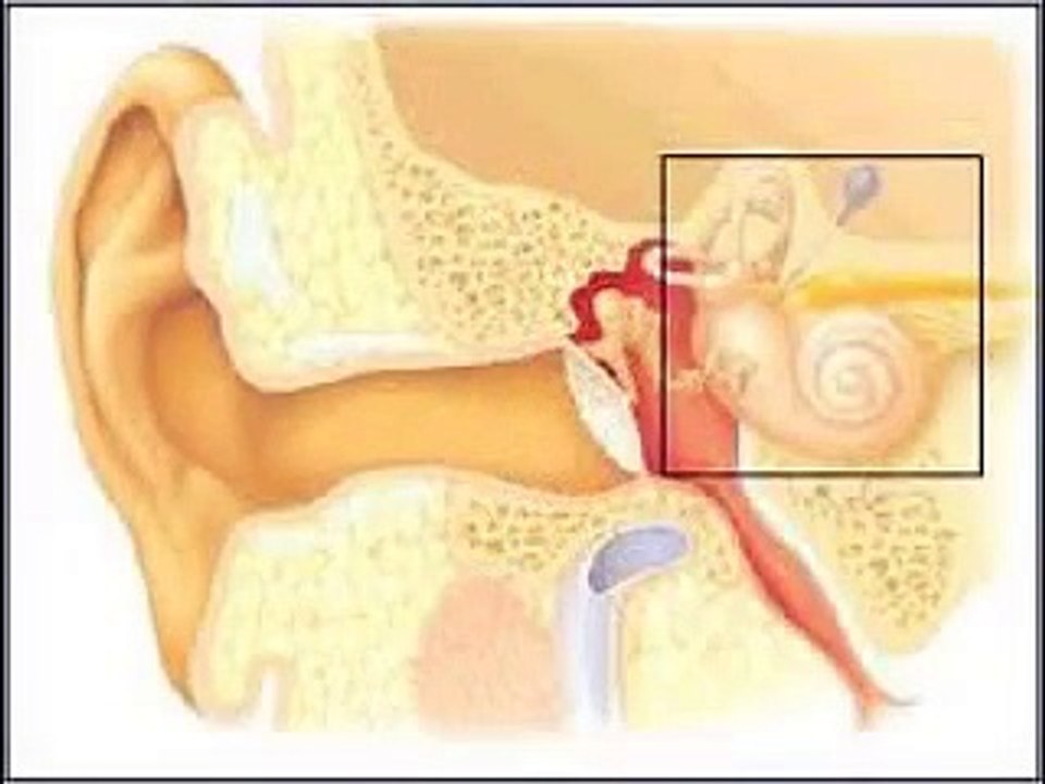 Sistema locomotor: Huesos, músculos, articulaciones y tendones.