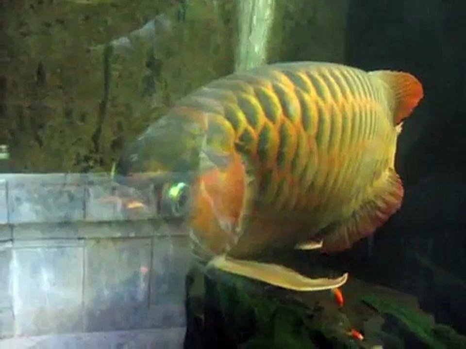 World Guinness Record.The Biggest Asian Arowana (Super Red)