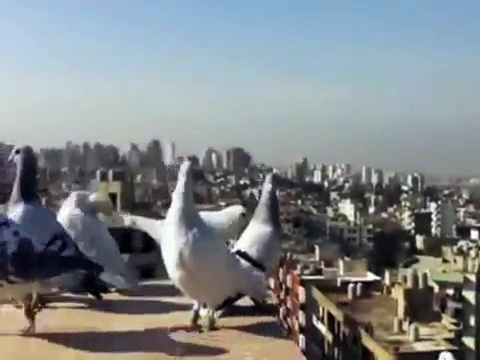 حمام كش 5