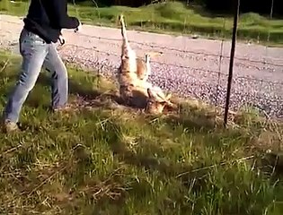 Pris au piège d un grillage