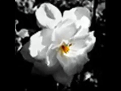 Perfume de Gardenias & Lila Downs