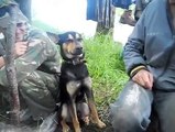 That russian dog is tired OR  is DRUNK? Ese perro ruso está cansado o está borracho? Ce chien russe est fatigué ou est