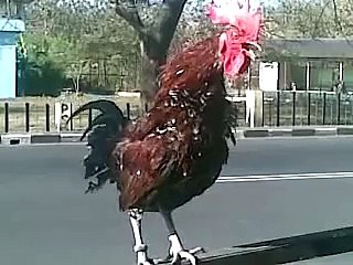 Ayam ketawa kuntilanak Lampir { sold out }