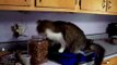 Toby the silly CAT caught stealing food! FUNNY KITTY Toby-TV