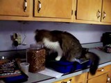 Toby the silly CAT caught stealing food! FUNNY KITTY Toby-TV