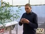 اكادير: تقنيات زراعة وإنتاج الطماطم بدون تربة