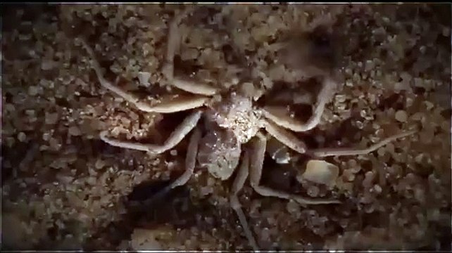 Animals Documentaries - The Dark Nature's Nighttime World - National Geographic HD