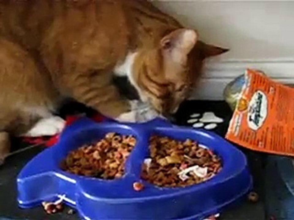 a angry cat with one eye