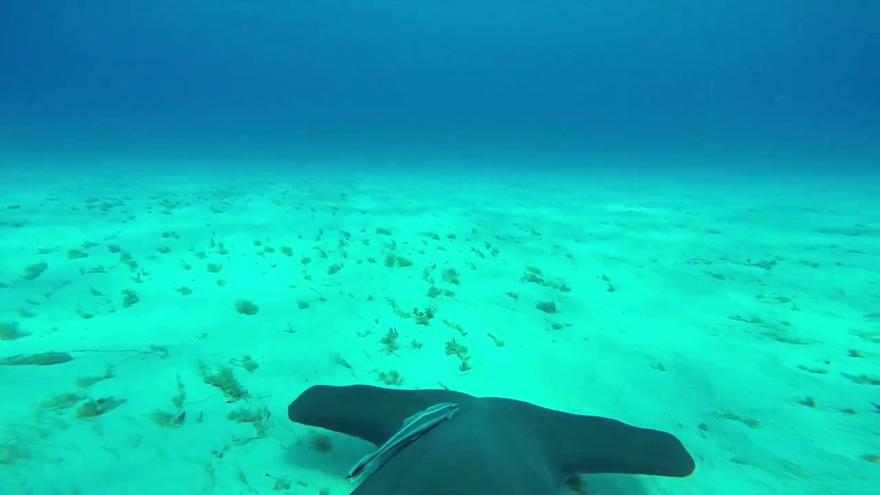 GoPro  Hammerhead Fin Cam