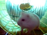 Smiling Hamster Running in Slow Motion in Wheel.