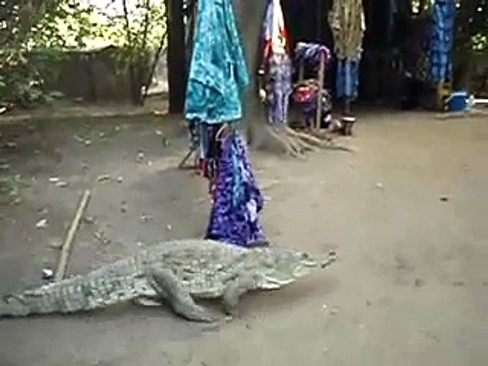 gambian crocodile