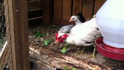 Minha galinha garnizé pescoço pelado (polaca) ensinando os filhotes a comerem cupim