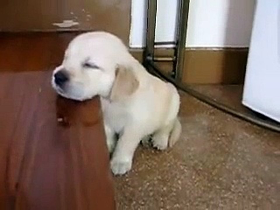 Zzz