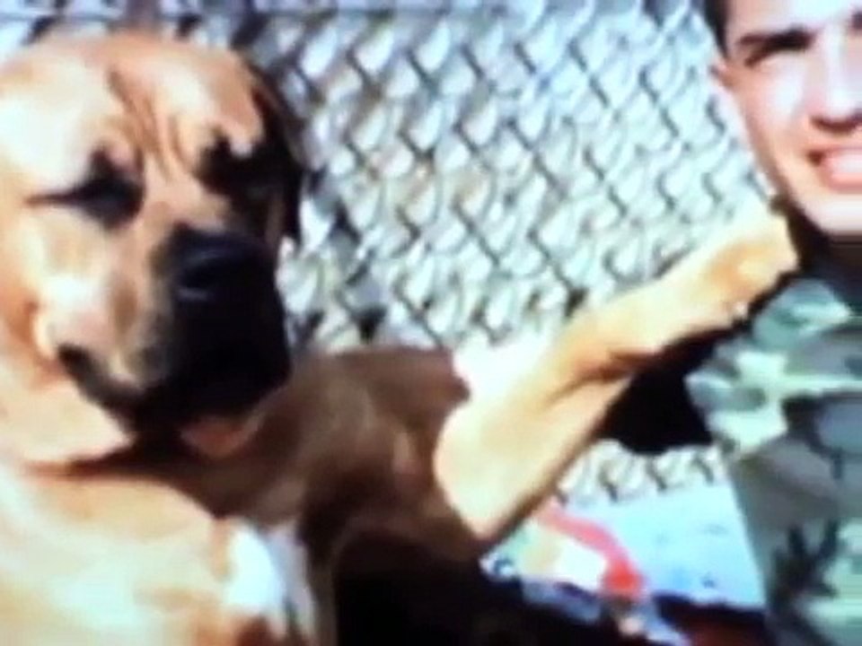 cesar millan ita biografia la storia di un successo