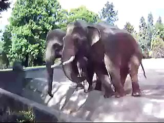Elefanten in Hagenbecks Tierpark Hamburg