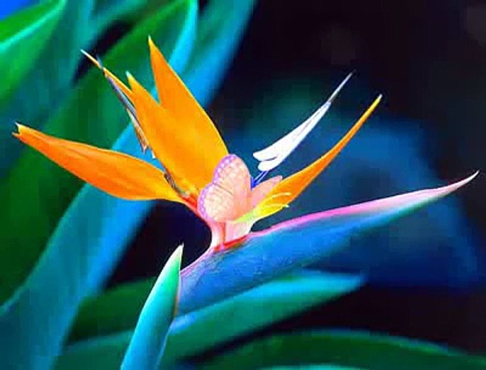 TANGUERA-Sexteto Mayor