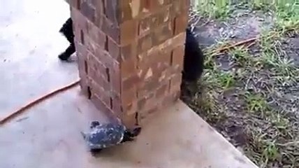 Kedi ve Minik Kaplumbağa