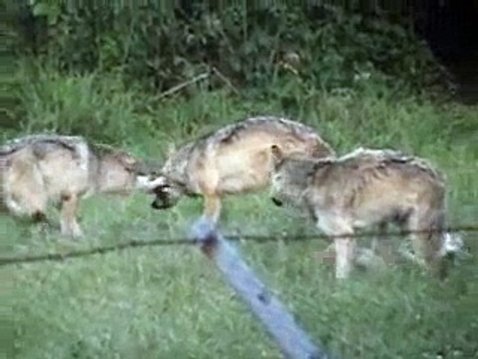 Wolf Park - Social Interaction