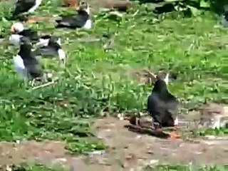 March of the Puffin, Farne Islands, Northumberland 22/5/08