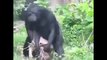 Funny Monkeys   Funny Animal Videos Compilation of the Funniest Animals