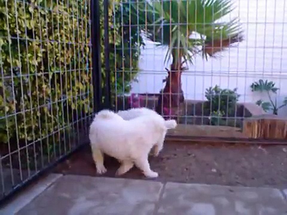 cachorritos samoyedos