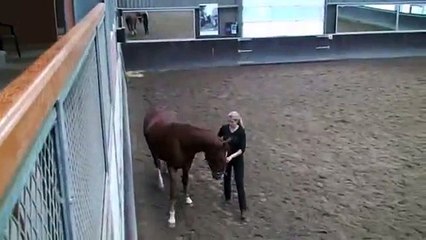 Shoulder In, Quarter In, and Renvers in Dressage