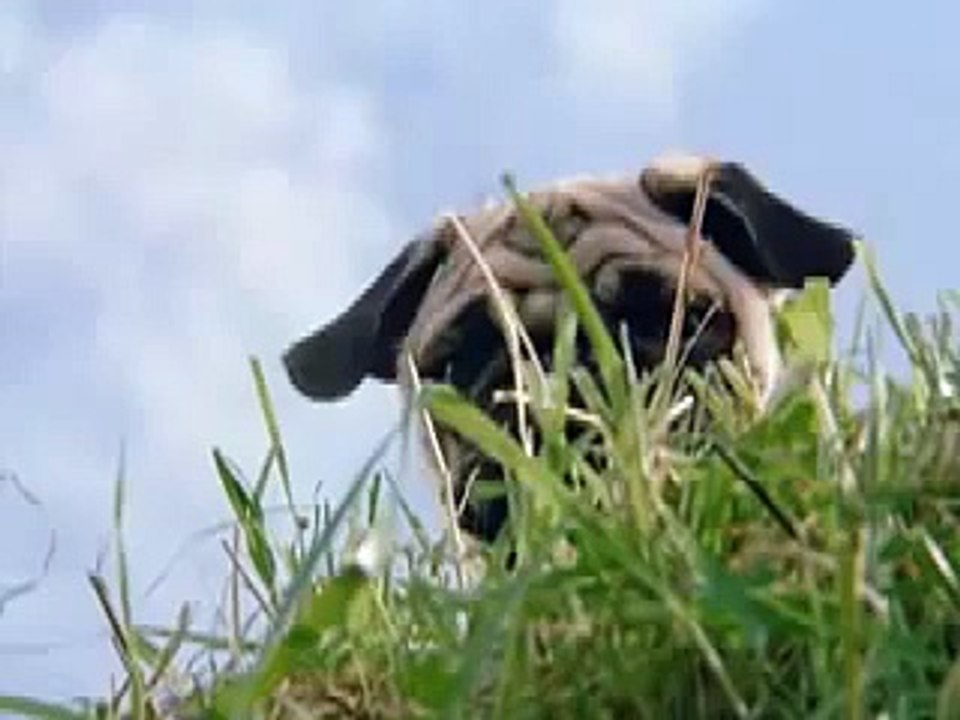 Otis to the Rescue!