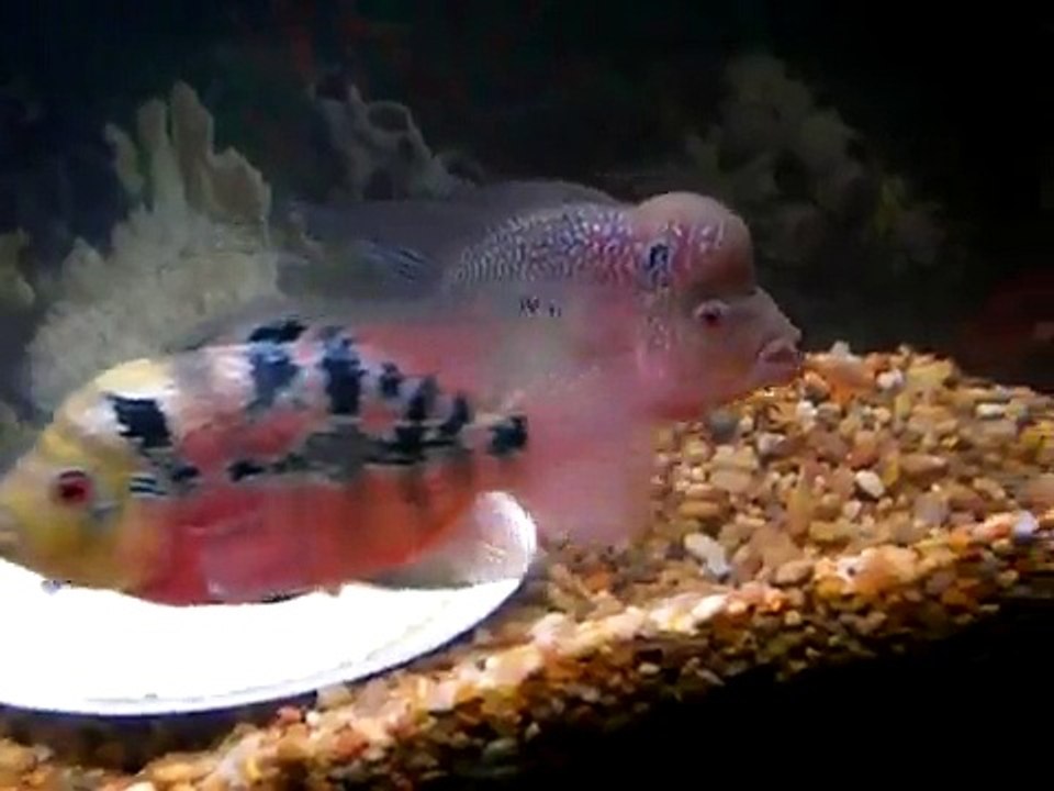 Flowerhorn Pair with eggs.