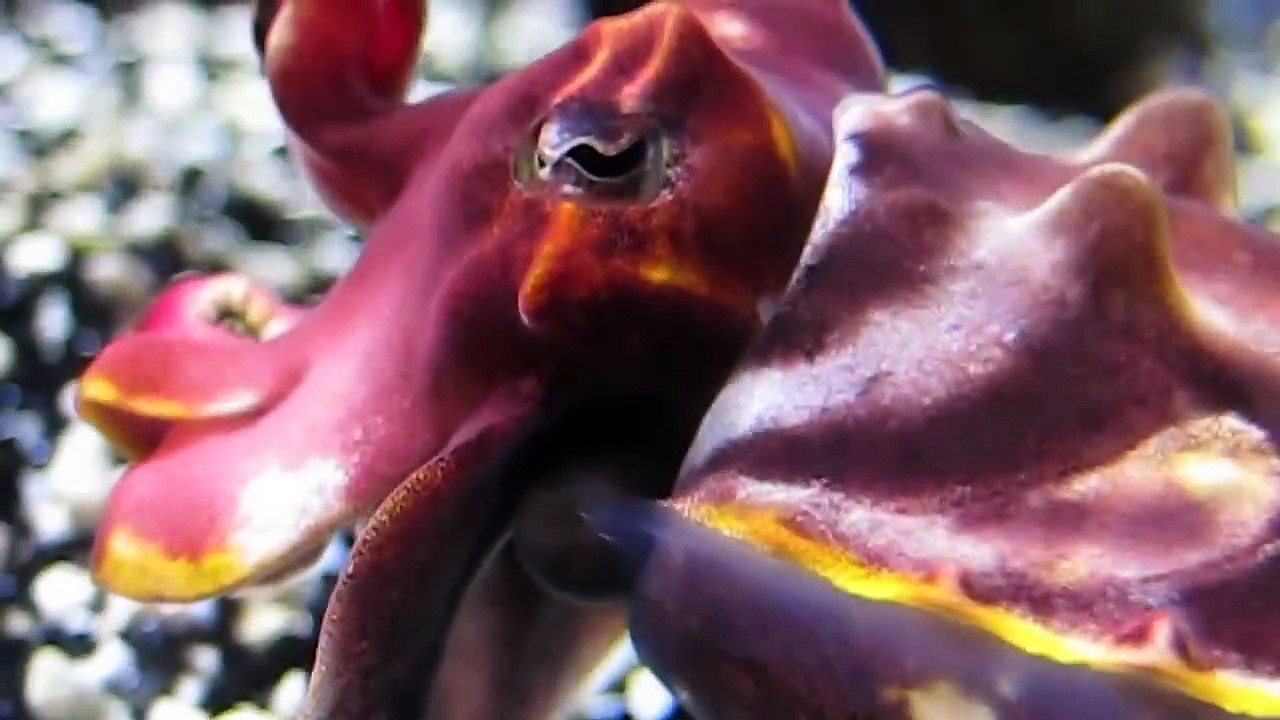 Flamboyant Cuttlefish