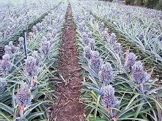 Himno de la Provincia de Puntarenas Costa Rica