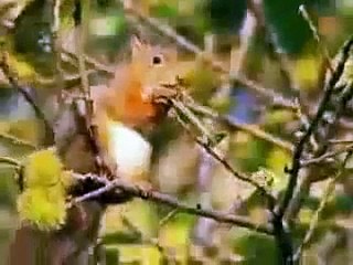Coole singende tiere