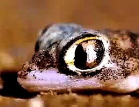 Opel Calibra V6 Offizielle TV Werbung