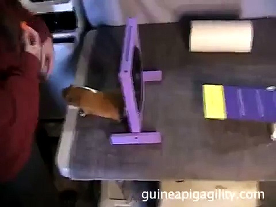 Guinea Pig Agility & Tricks! Good Boy Matey!