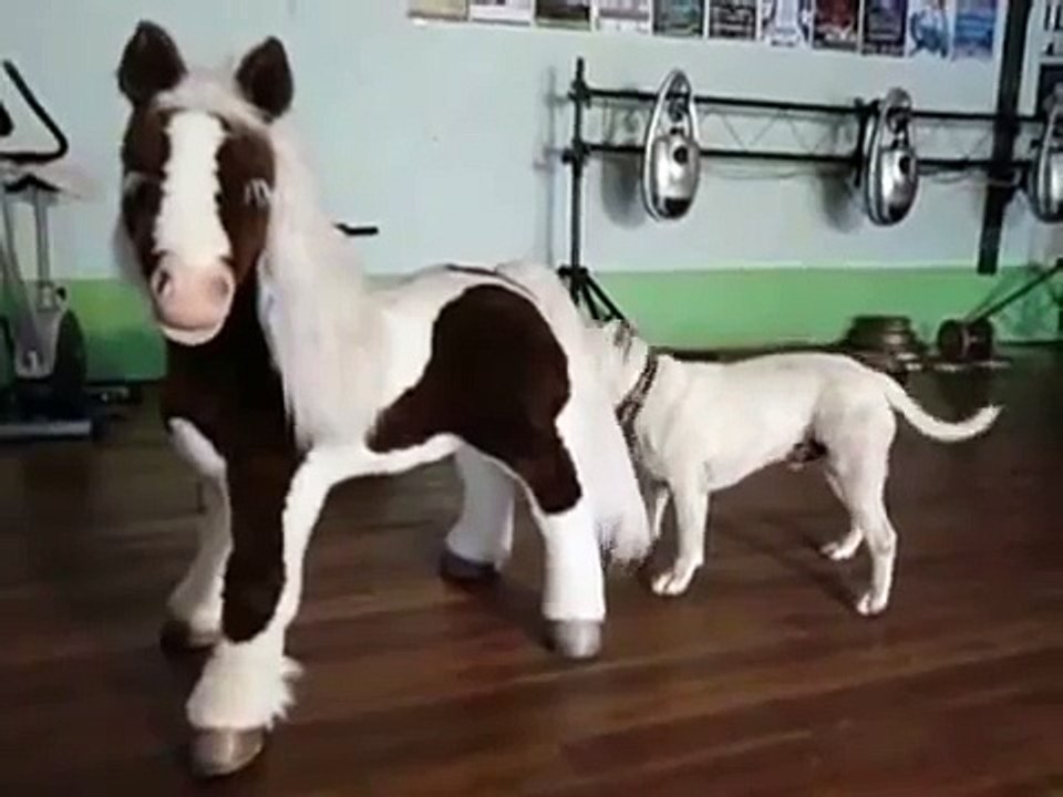 I'm feeling a little horse...  Furreal Butterscotch Pony