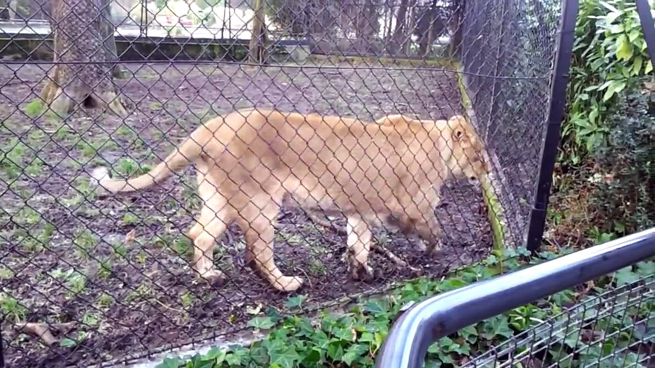 Lion attack at Chester Zoo