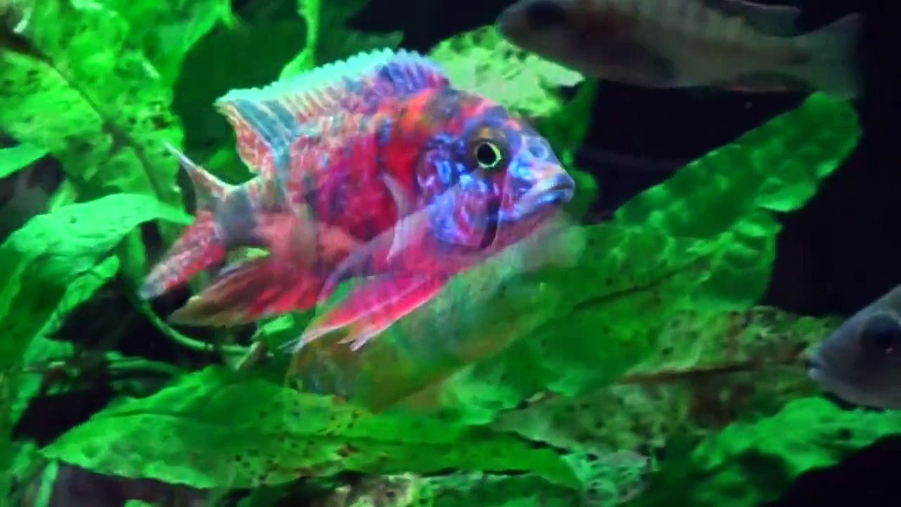 Malawi Cichlids Aulonocara Fire Fish OB von Julian