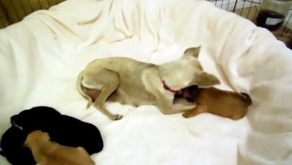 The little stray mama and her 4 pups