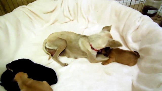 The little stray mama and her 4 pups