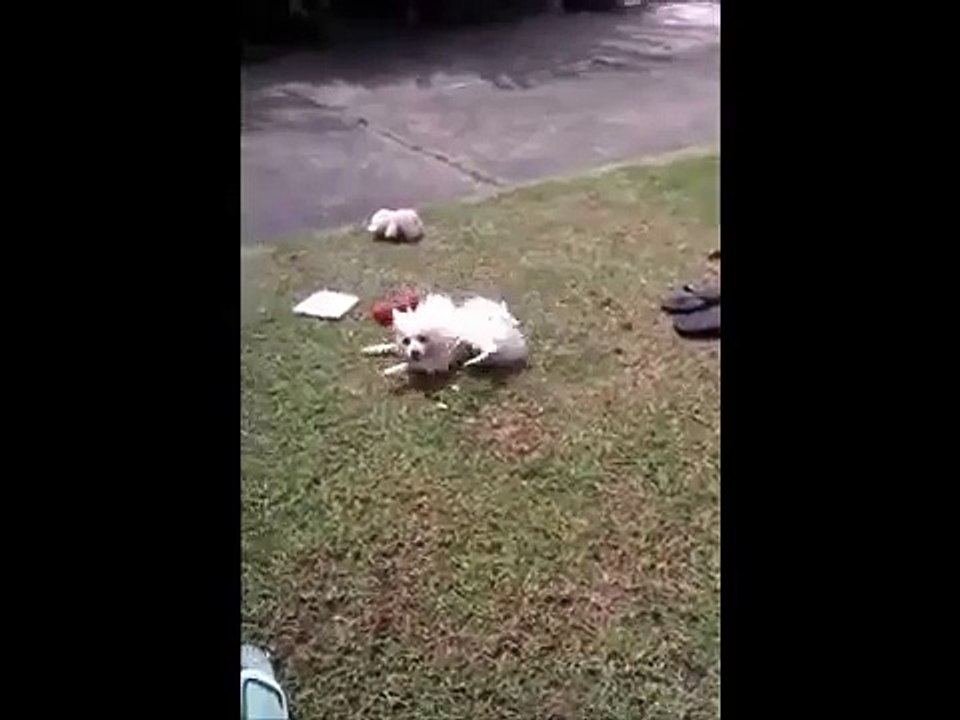 Ruby the cute dog goes crazy after bath