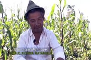 Cultivos Tradicionales en la Provincia de Imbabura - El Amaranto
