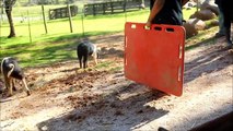 Piglets Explore Pasture, Meet New Pigs