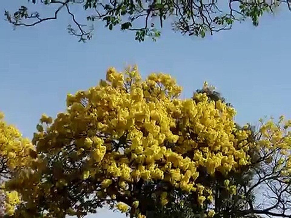 LLUVIA DE ORO