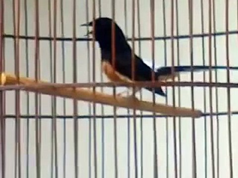 MURAI BATU JUARA INDONESIA - Murai Batu Medan Juara Nasional