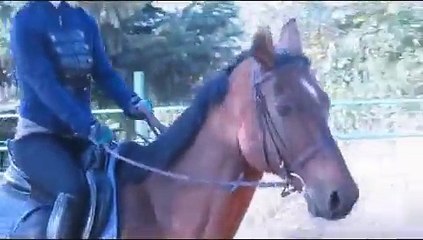 Beautiful girl riding horses