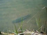 Pirarucú - Arapaima gigas - em Porto Velho - RO