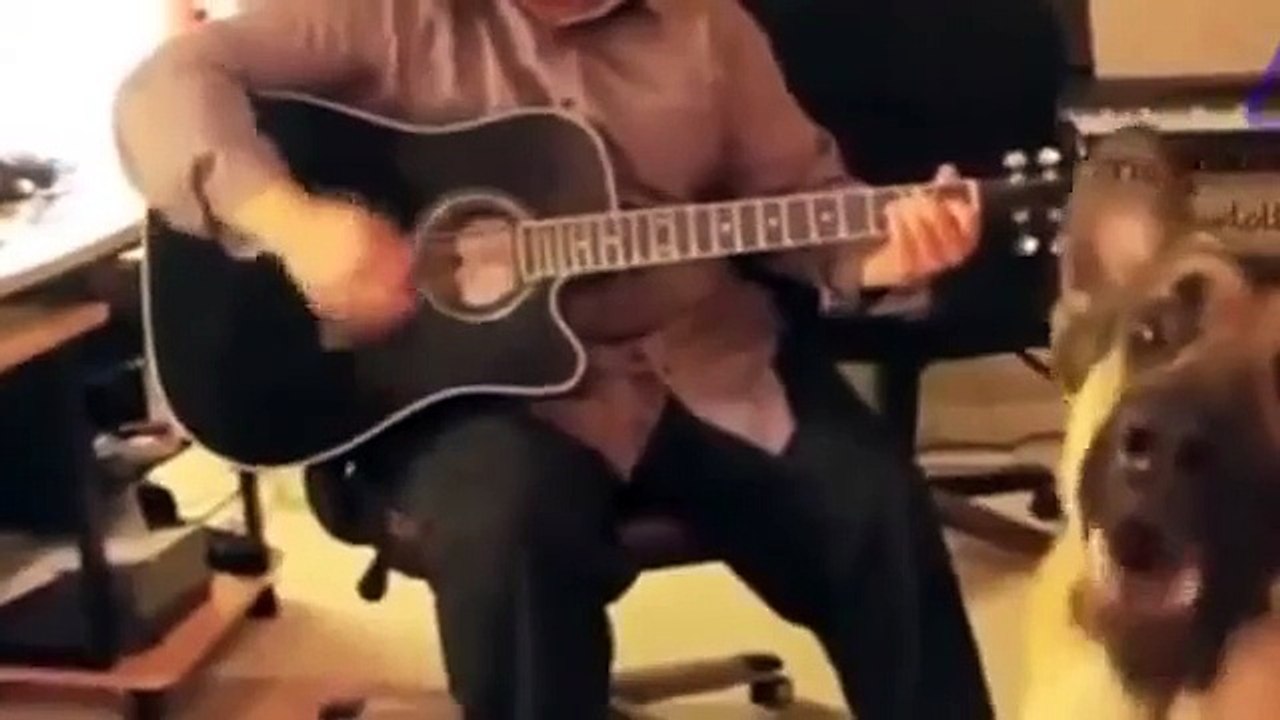 Animals making funny sounds and noises Funny an...
