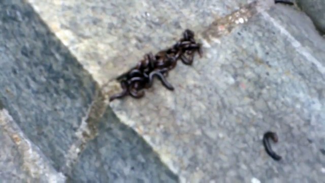 Массовые скопления червяков на Новоандреевском мосту