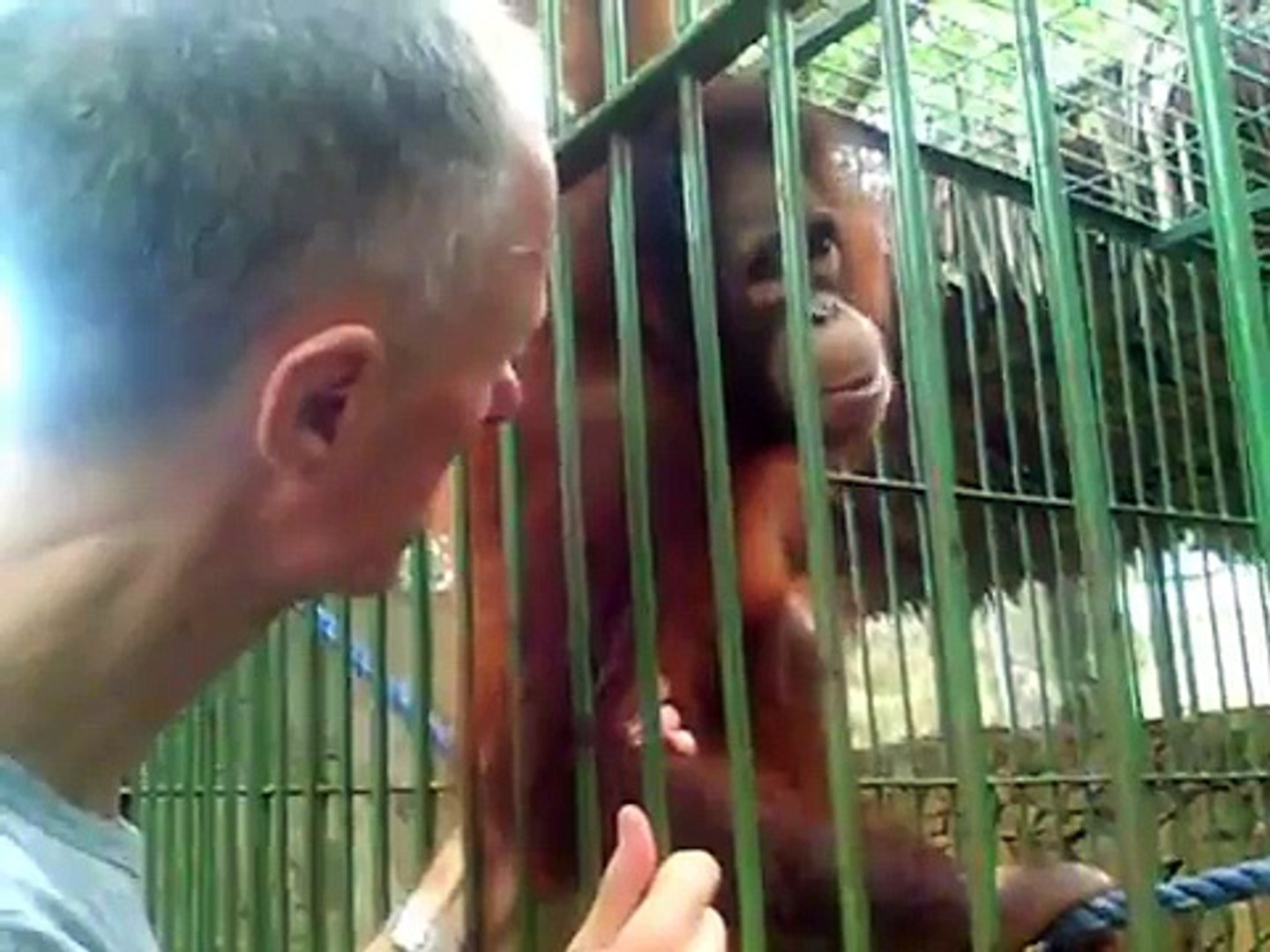 Orangutans in The Philippines (2007)